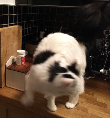 Citrus på köksbänken