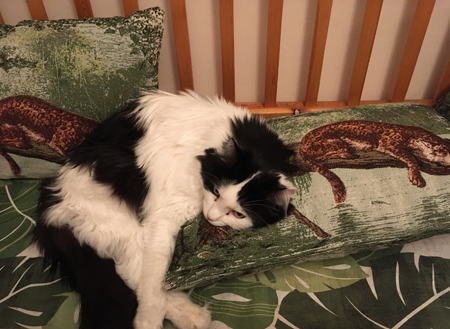 Lucifer på kudden i Annas kökssoffa