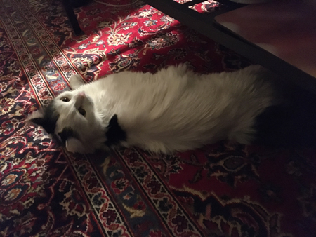 Citrus på vardagsrumsmattan