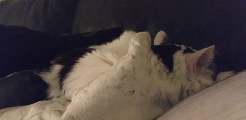 Citrus sover bland soffkuddarna