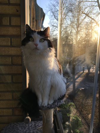 Lucifer på balkongen