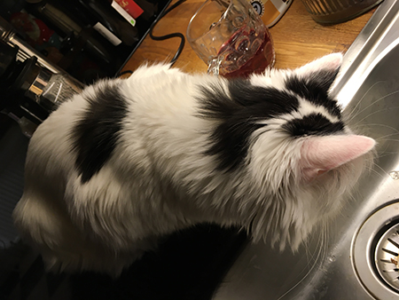 Citrus studerar diskhon