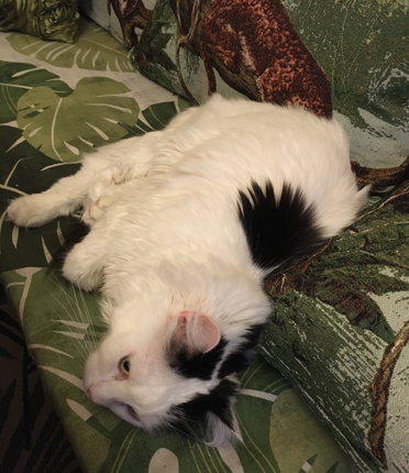 Citrus i Annas kökssoffa