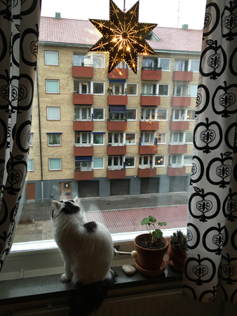 Citrus och adventsstjärna i köksfönstret