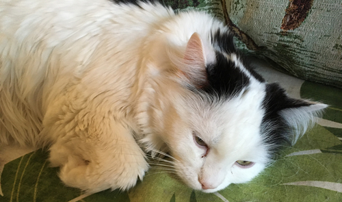 Citrus på sofflocket