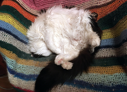 Lucifer sover i skrivbordsstolen breddare