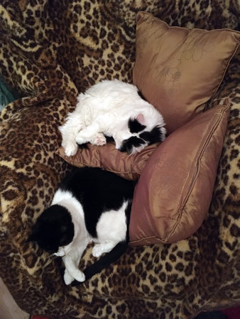 Citrus och Mini i farfarsfåtöljen