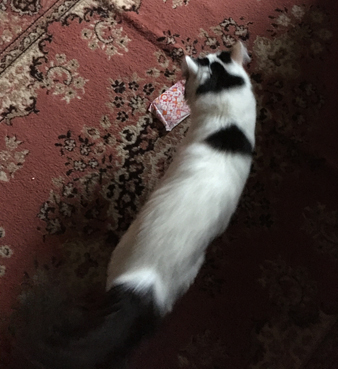 Citrus och bindan på mattan i Bokrummet