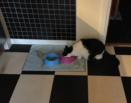 Mini äter ur Citrus matskål