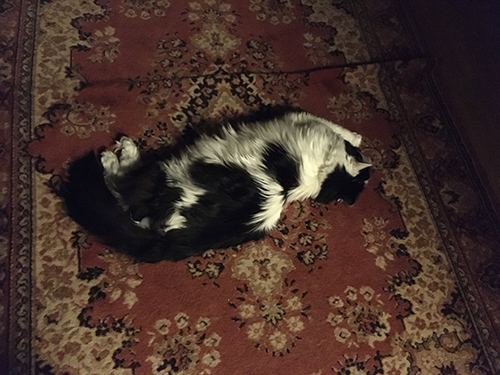 Trött kattkille Lucifer
