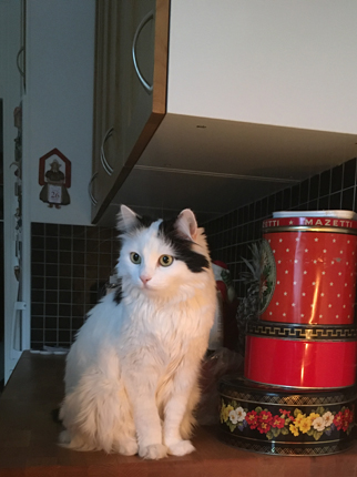 Citrus på käksbänken