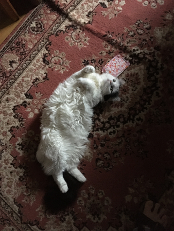 Citrus på rygg med bindan på mattan i Bokrummet