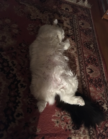 Citrus på rygg på mattan i Bokrummet