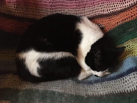 Mini i skrivbordsstolen