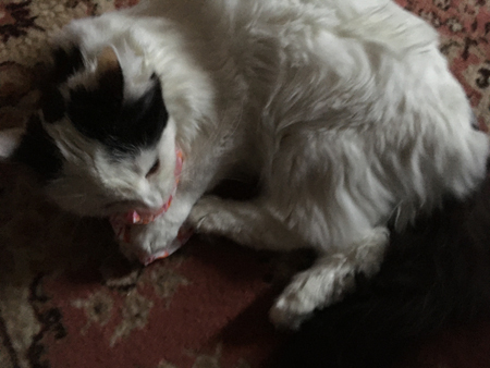 Citrus biter på bindan