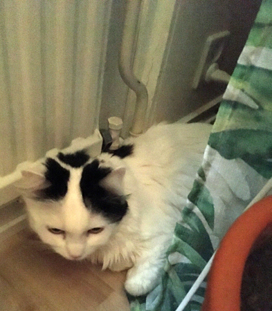 Citrus på golvet vid farfarsfåtöljen