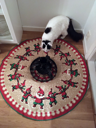 Citrus och gjutjärnsgranfoten