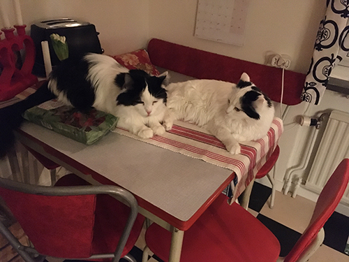 Lucifer och Citrus på köksbordet