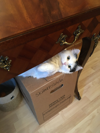 Citrus på Skänkeslådan