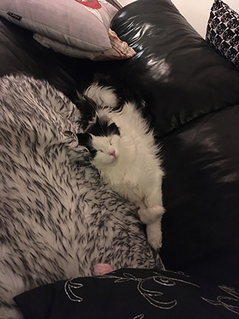 Lucifer sover i soffan