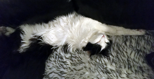 Lucifer sträcker ut sig på fällen på soffan