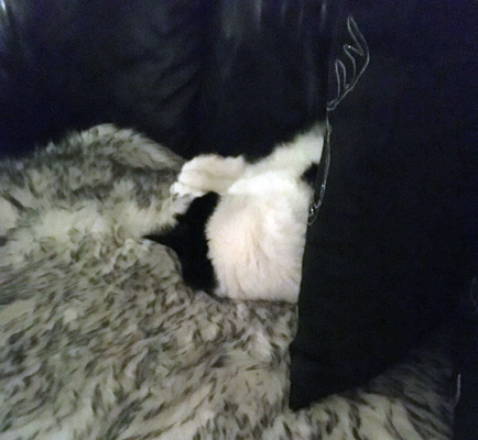 Mini sover på fällen på soffan