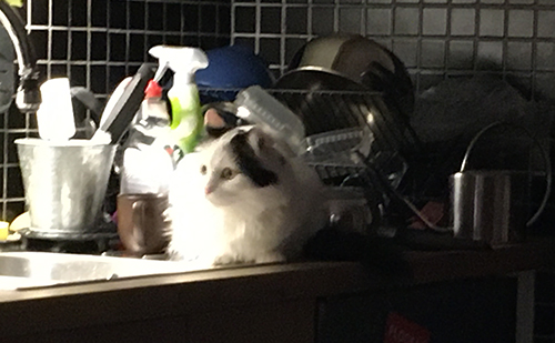 Citrus på diskbänken