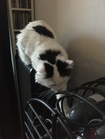 Citrus på väg över vinskåpet