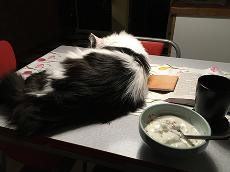 Lucifer på köksbordet när jag äter frukost