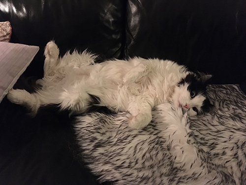 Lucifer sover på rygg i soffan