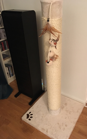 Ny klöspelare till katterna