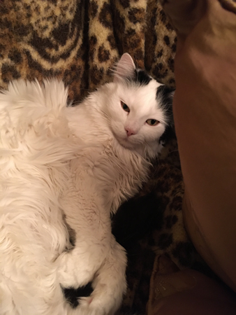 Citrus bland kuddarna i farfarsfåtöljen