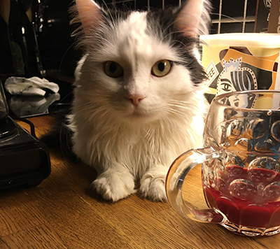 Citrus på köksbänken