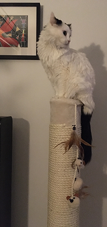 Citrus på nya klätterpelaren