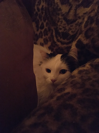 Citrus bland kuddarna i farfarsfåtöljen