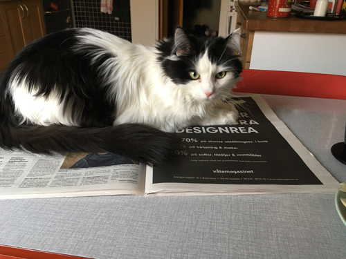 Lucifer på tidningen