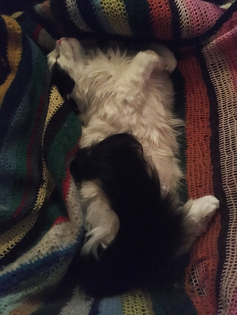 Lucifer sover i min skrivbordsstol