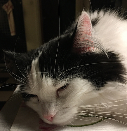 Lucifer sover närbild