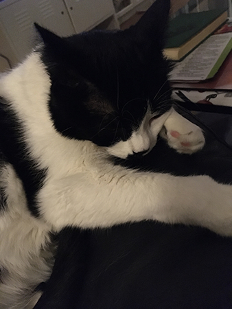 Mini har kommit till ro