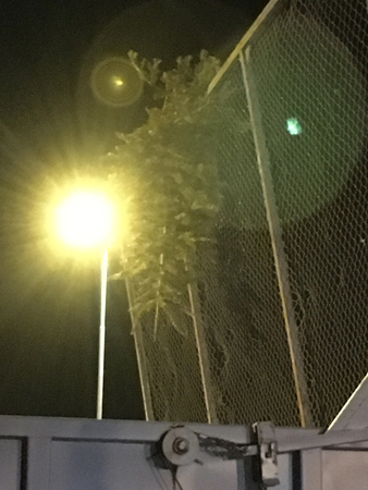 Gran på staket på återvinningscentralen