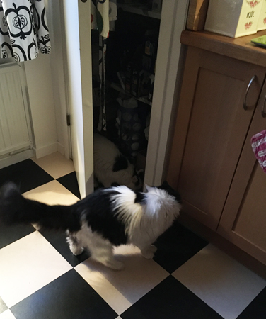 Citrus och Lucifer i skafferiet