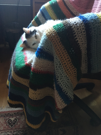 Citrus tittar fram i skrivbordsstolen