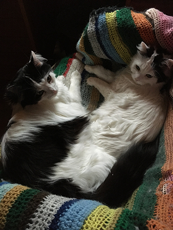 Lucifer och Citrus i skrivbordsstolen