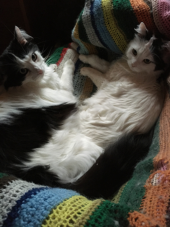 Lucifer och Citrus i skrivbordsstolen L tittar på mig