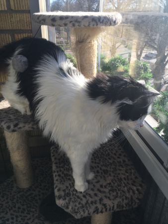 Lucifer på balkongen