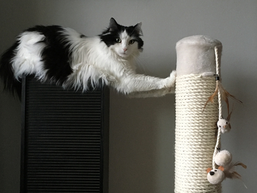 Lucifer på CDskåpet vid nya klöspelaren