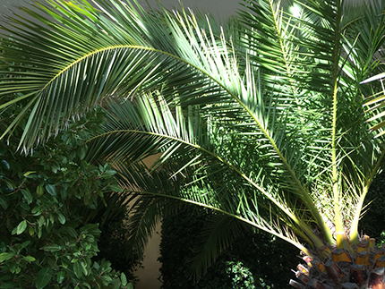 Grön palm i Linneanum