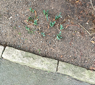 Lite grönt i rabatten