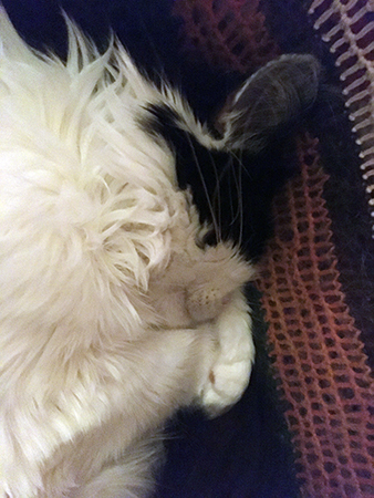 Lucifer sover i skrivbordsstolen närbild