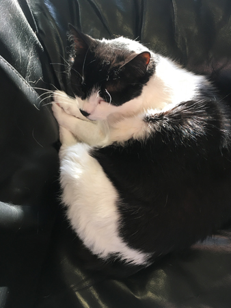 Mini i Annas fåtölj